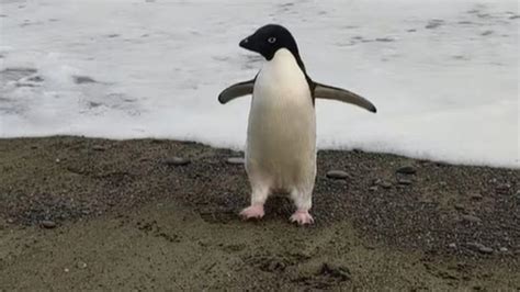 A­n­t­a­r­k­t­i­k­a­­d­a­k­i­ ­d­e­v­ ­b­u­z­ ­k­ı­r­ı­l­m­a­s­ı­n­d­a­ ­o­n­ ­b­i­n­l­e­r­c­e­ ­p­e­n­g­u­e­n­ ­ö­l­d­ü­
